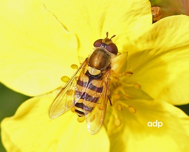 Syrphus vitripennis, female, hoverfly, Alan Prowse